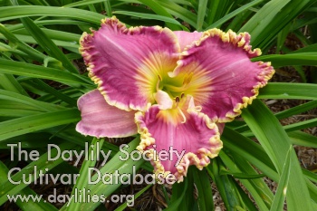 Daylily Work of Gold